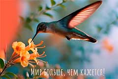 Телеканал "Зоопарк" обновил графическое оформление в честь 20-летия